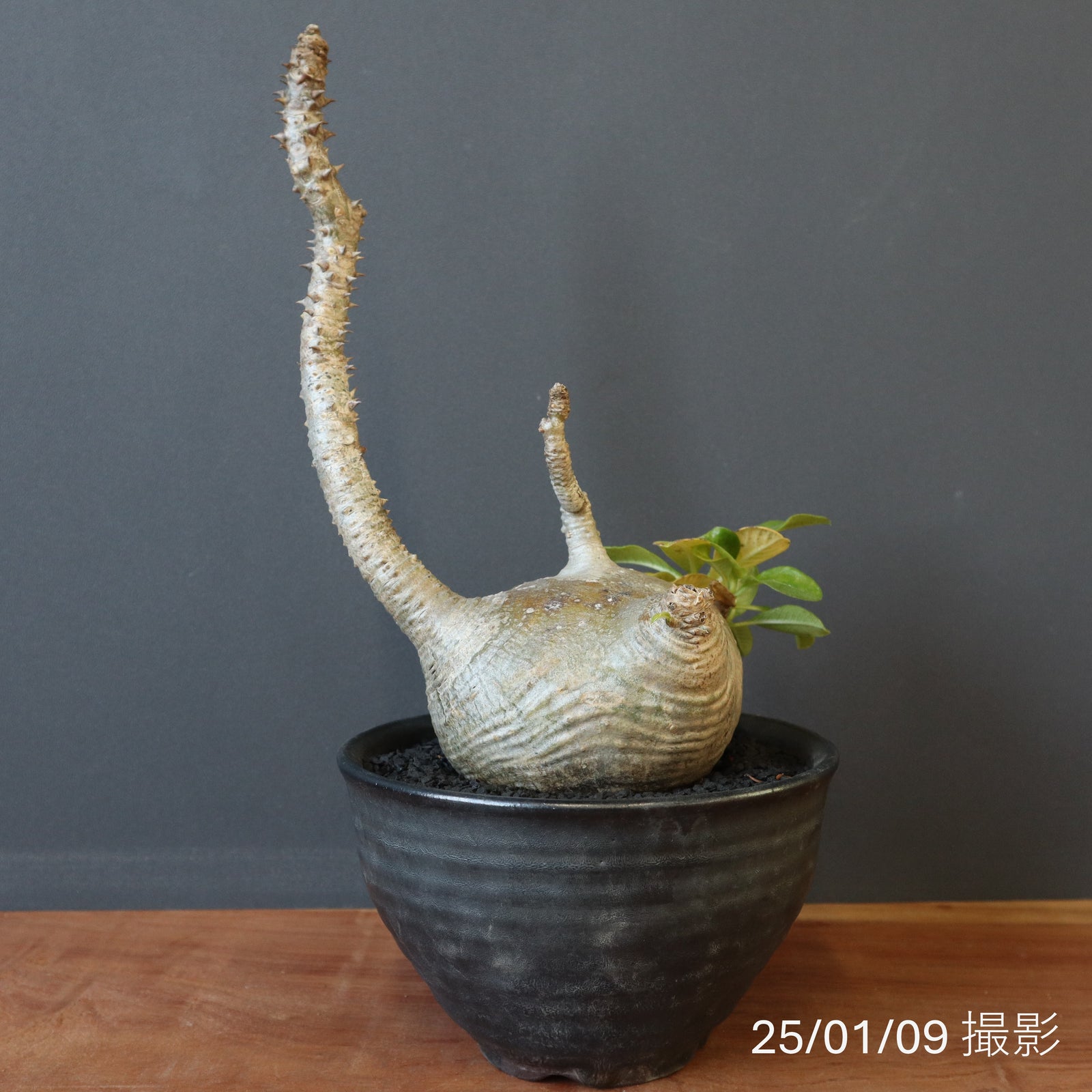P・ウィンゾリー 56 – TaiShoDo ONLINE SHOP