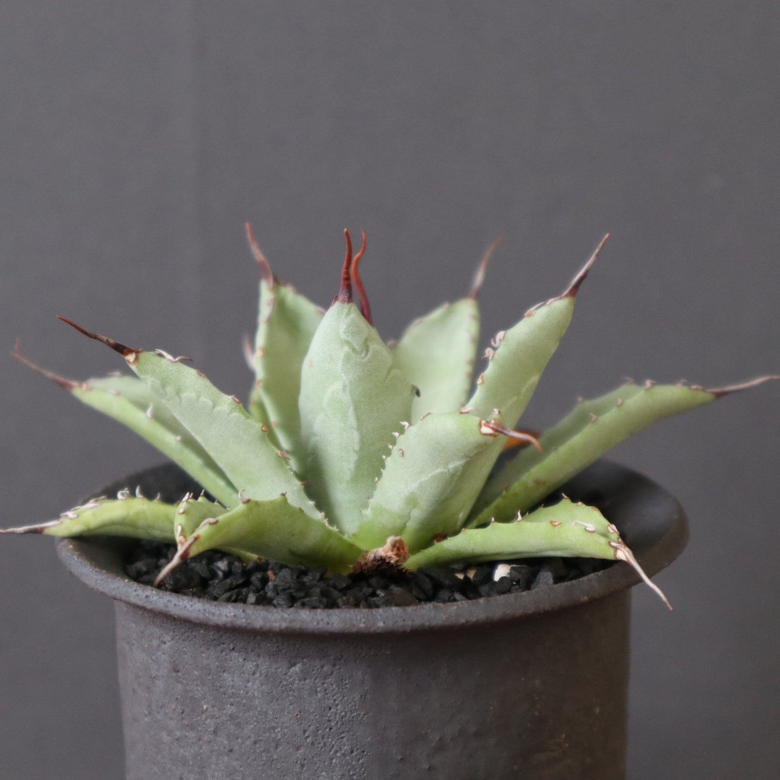かみ山陶器鉢】Hybrid アガベ 楊貴妃×妖炎 EC2828 – TaiShoDo ONLINE SHOP