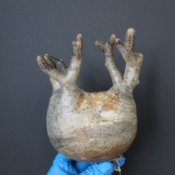 パキポディウムグラキリス　ベアルート株 グラキリスベアルート36(F-2) – TaiShoDo ONLINE SHOP