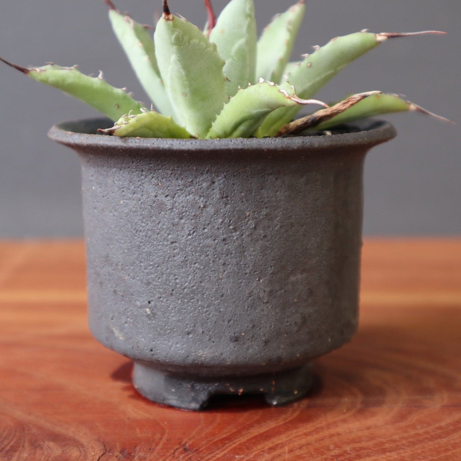 かみ山陶器鉢】Hybrid アガベ 楊貴妃×妖炎 EC2828 – TaiShoDo ONLINE SHOP