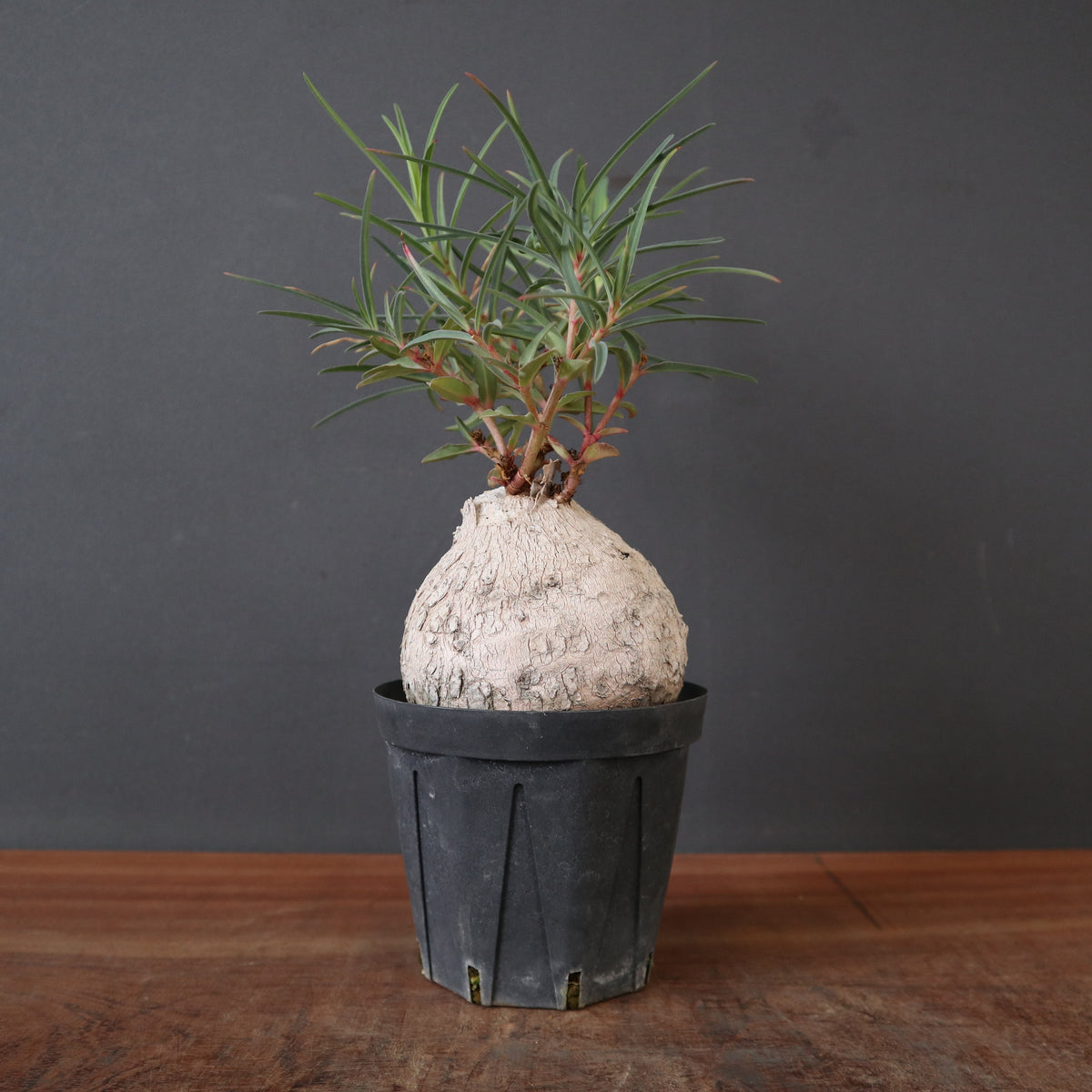 新商品 – 11ページ目 – TaiShoDo ONLINE SHOP