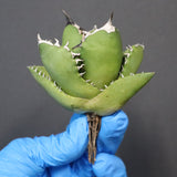 【ベアルート】アガベ 翼龍  EC1079