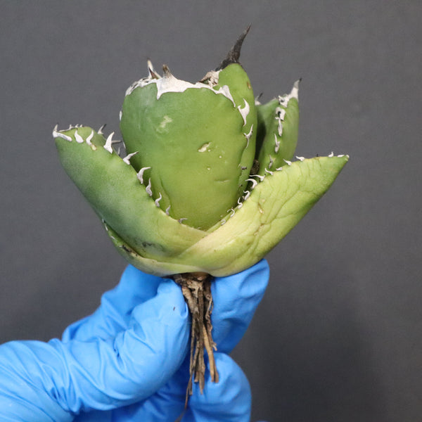 【ベアルート】アガベ 翼龍  EC1079