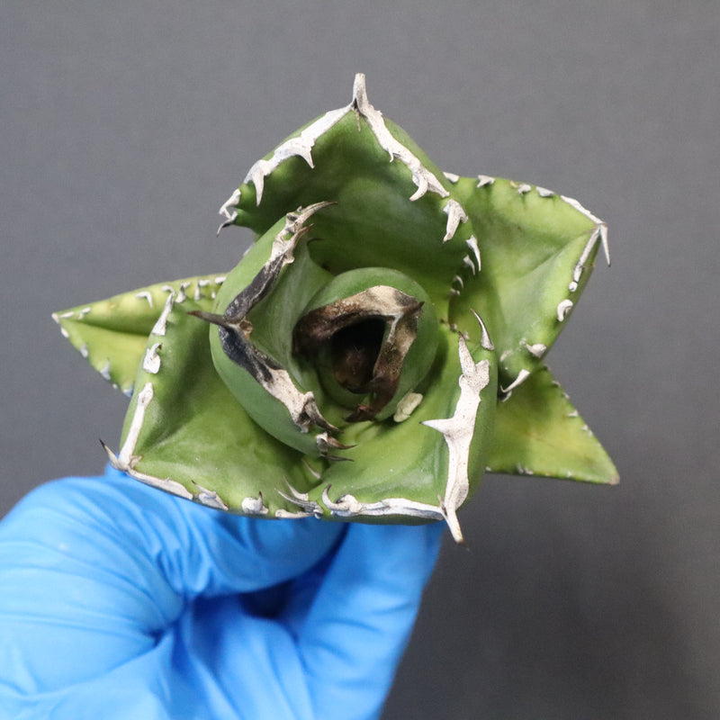 【ベアルート】アガベ 翼龍  EC1079