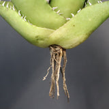 【ベアルート】アガベ 翼龍  EC1079