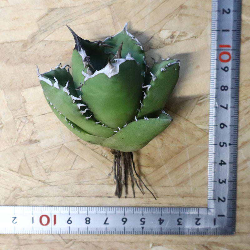 【ベアルート】アガベ 翼龍  EC1079