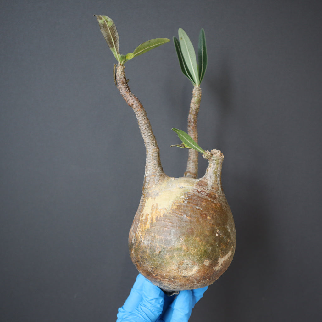 メルカリ便　グラキリス　ベアルート　状態良好 グラキリス 発根済み - メルカリ