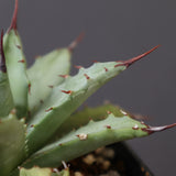 【Hybrid】アガベ 楊貴妃×妖炎  EC2830