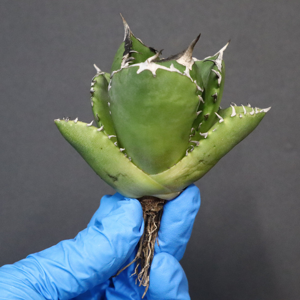 アガベ – 2ページ目 – TaiShoDo ONLINE SHOP