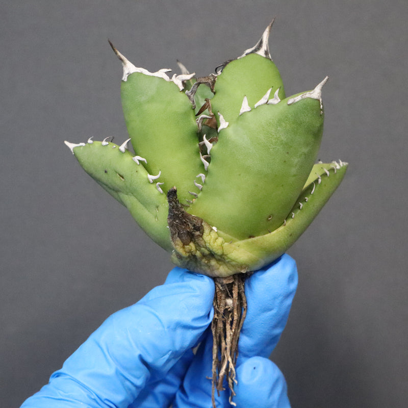 【ベアルート】アガベ 翼龍  EC1081