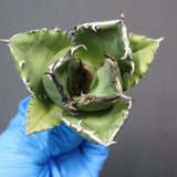 【ベアルート】アガベ 翼龍  EC1081