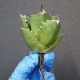 【ベアルート】アガベ 翼龍  EC1082