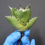 【ベアルート】アガベ 翼龍  EC1082