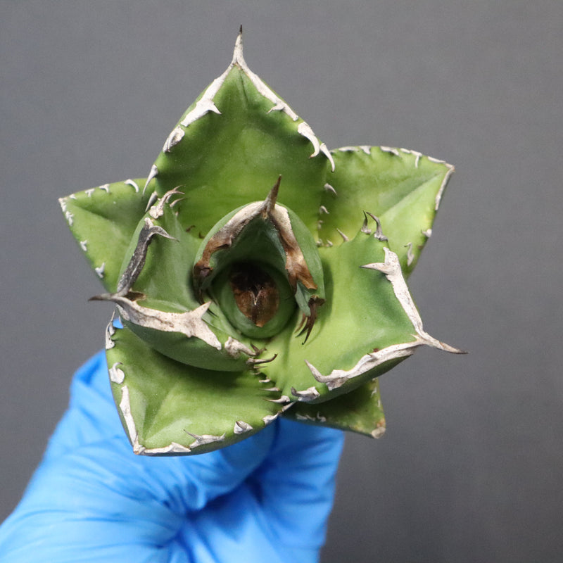 【ベアルート】アガベ 翼龍  EC1082