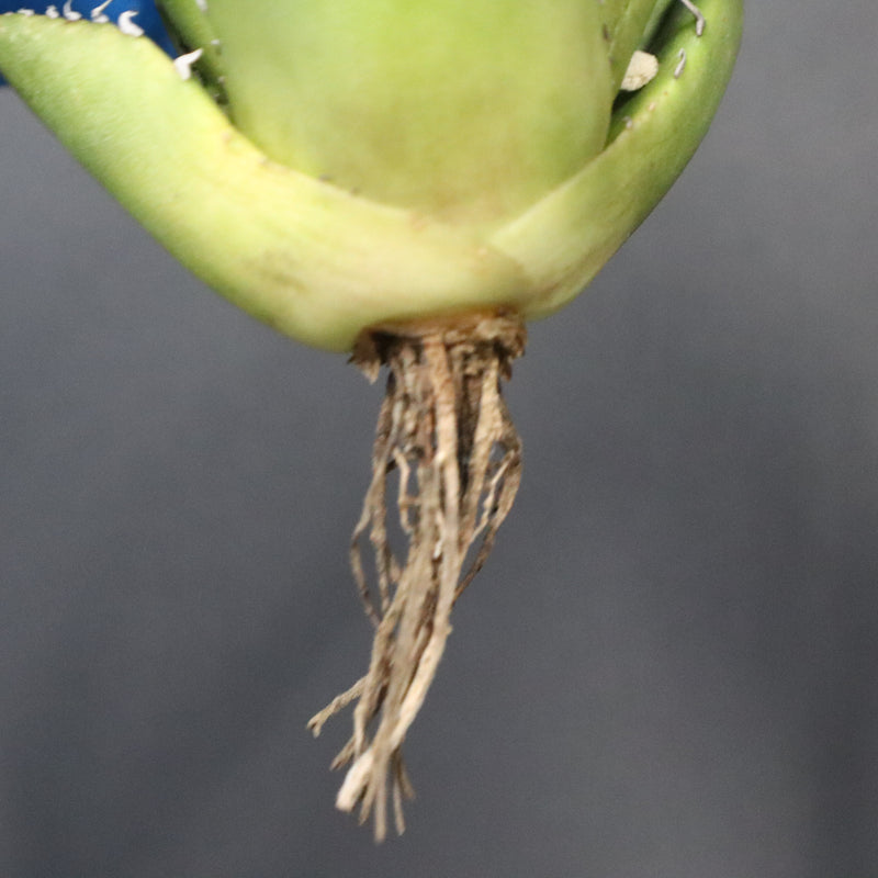 【ベアルート】アガベ 翼龍  EC1082