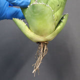 【ベアルート】アガベ 翼龍  EC1082