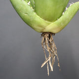 【ベアルート】アガベ 翼龍  EC1082