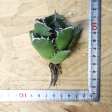 【ベアルート】アガベ 翼龍  EC1082