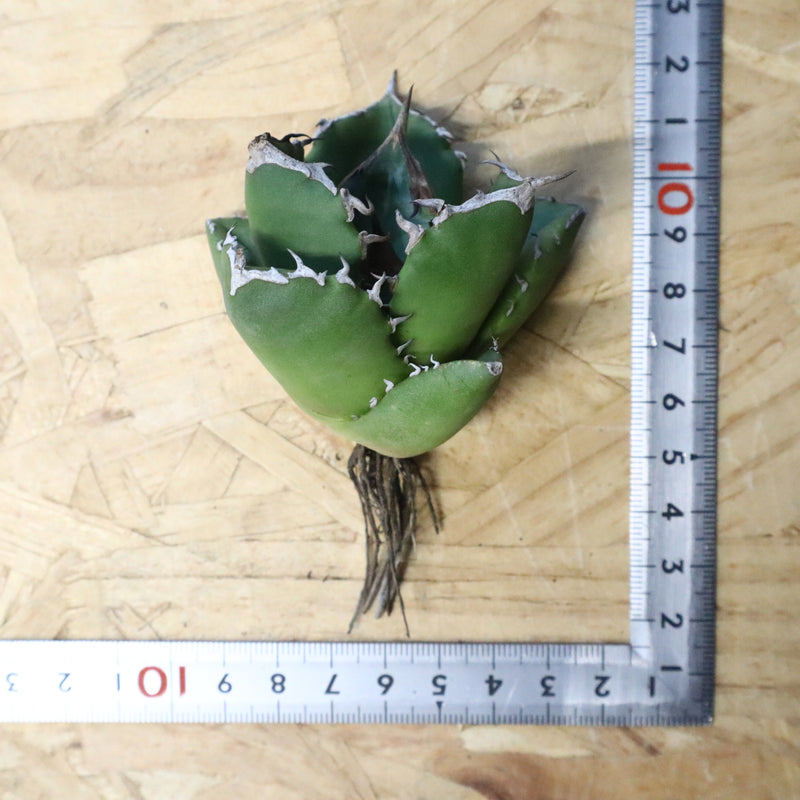 【ベアルート】アガベ 翼龍  EC1082