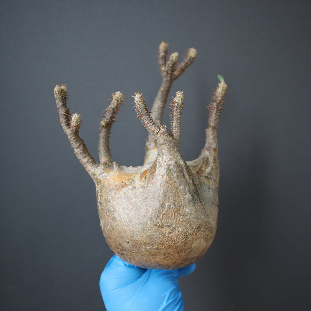 パキポディウムグラキリス　ベアルート株 グラキリスベアルート36(F-2) – TaiShoDo ONLINE SHOP