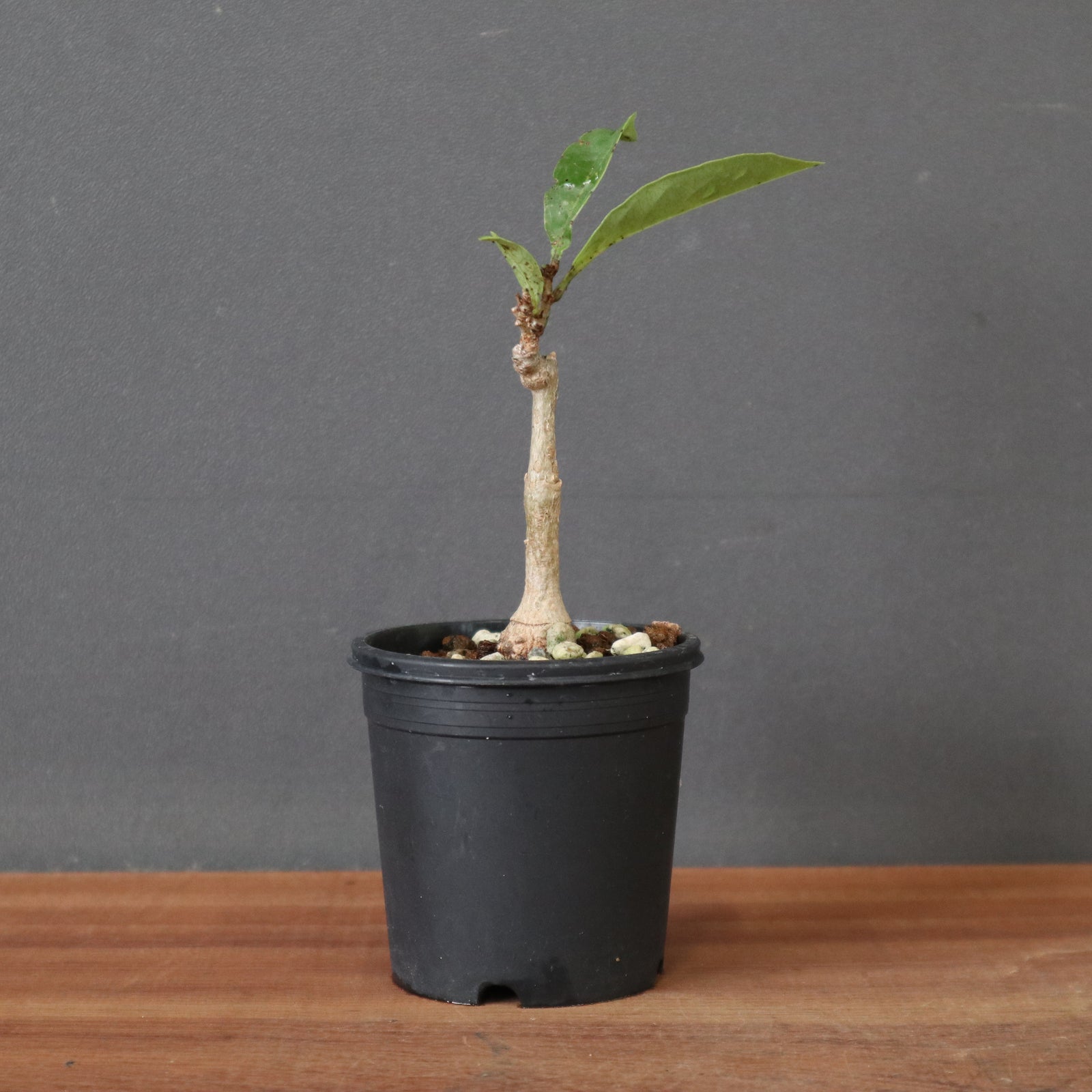 バオバブの木 EC3260 – TaiShoDo ONLINE SHOP