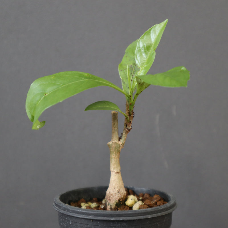 バオバブの木 EC3261 – TaiShoDo ONLINE SHOP