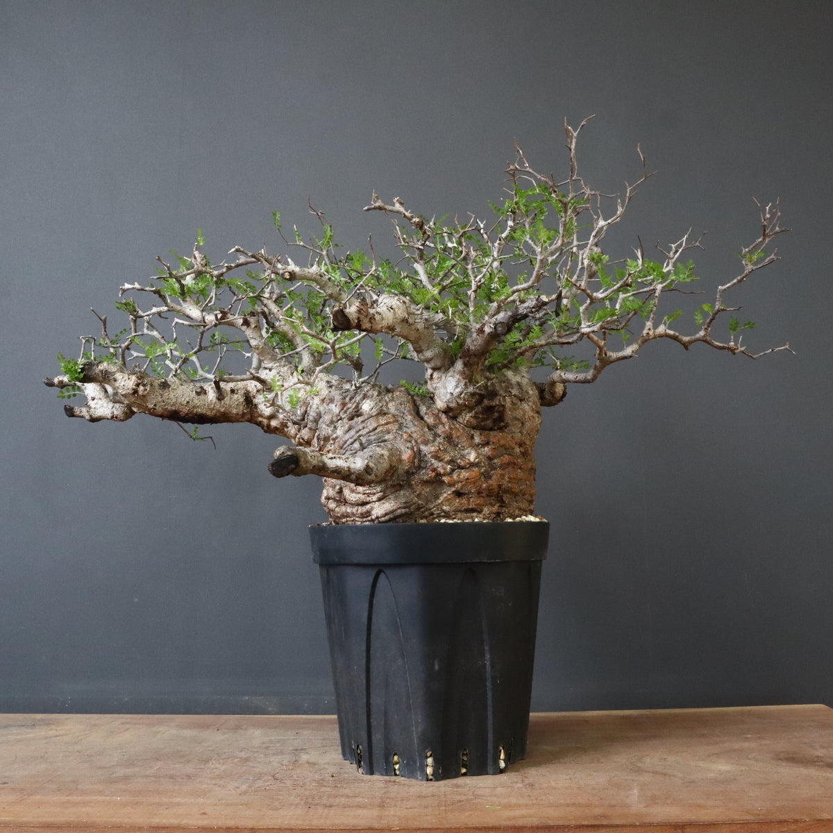 観葉植物 塊根植物 まとめ売り 数量限定にて多肉塊根植物の鉢植えが入荷しております。植物本体だけで