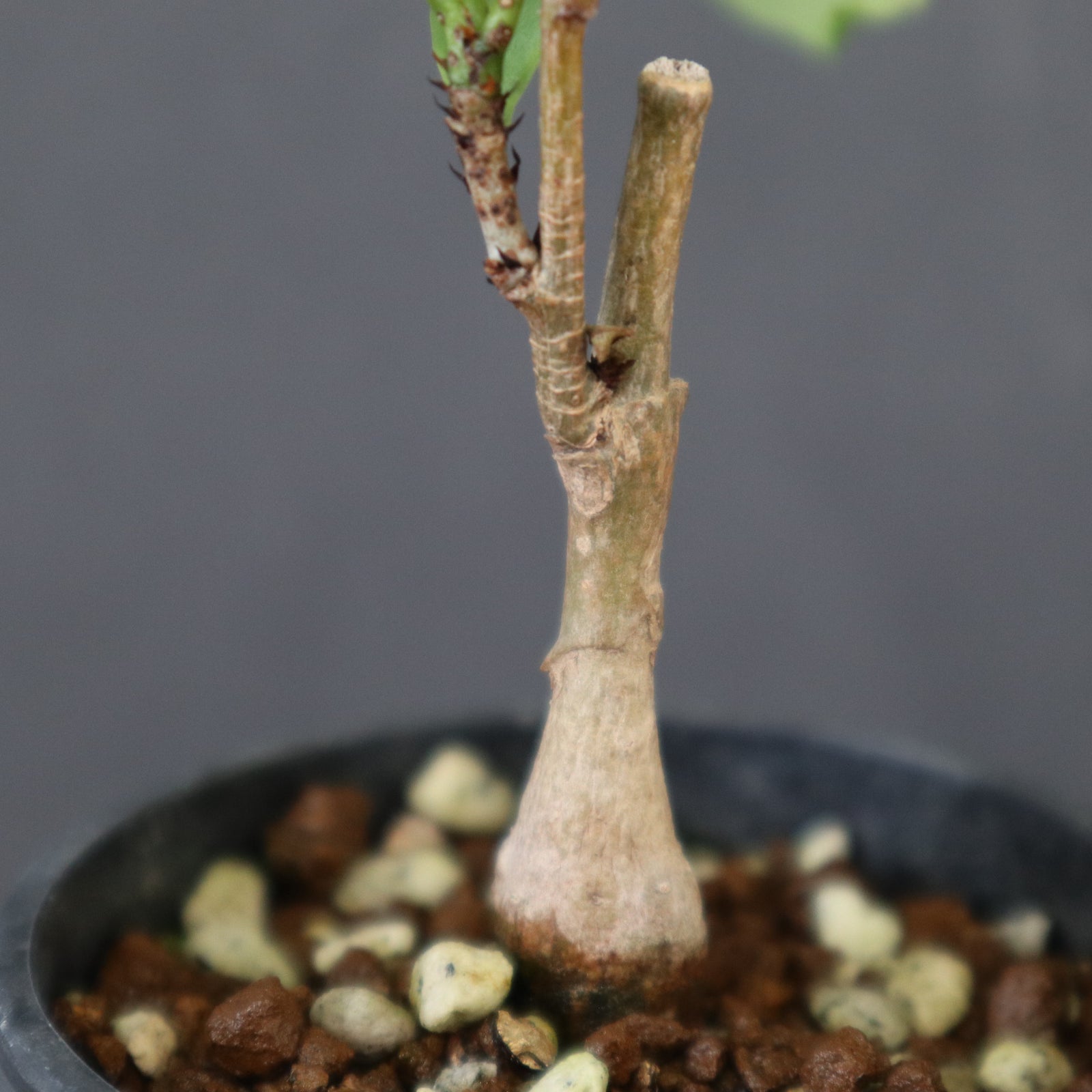 バオバブの木 EC3261 – TaiShoDo ONLINE SHOP