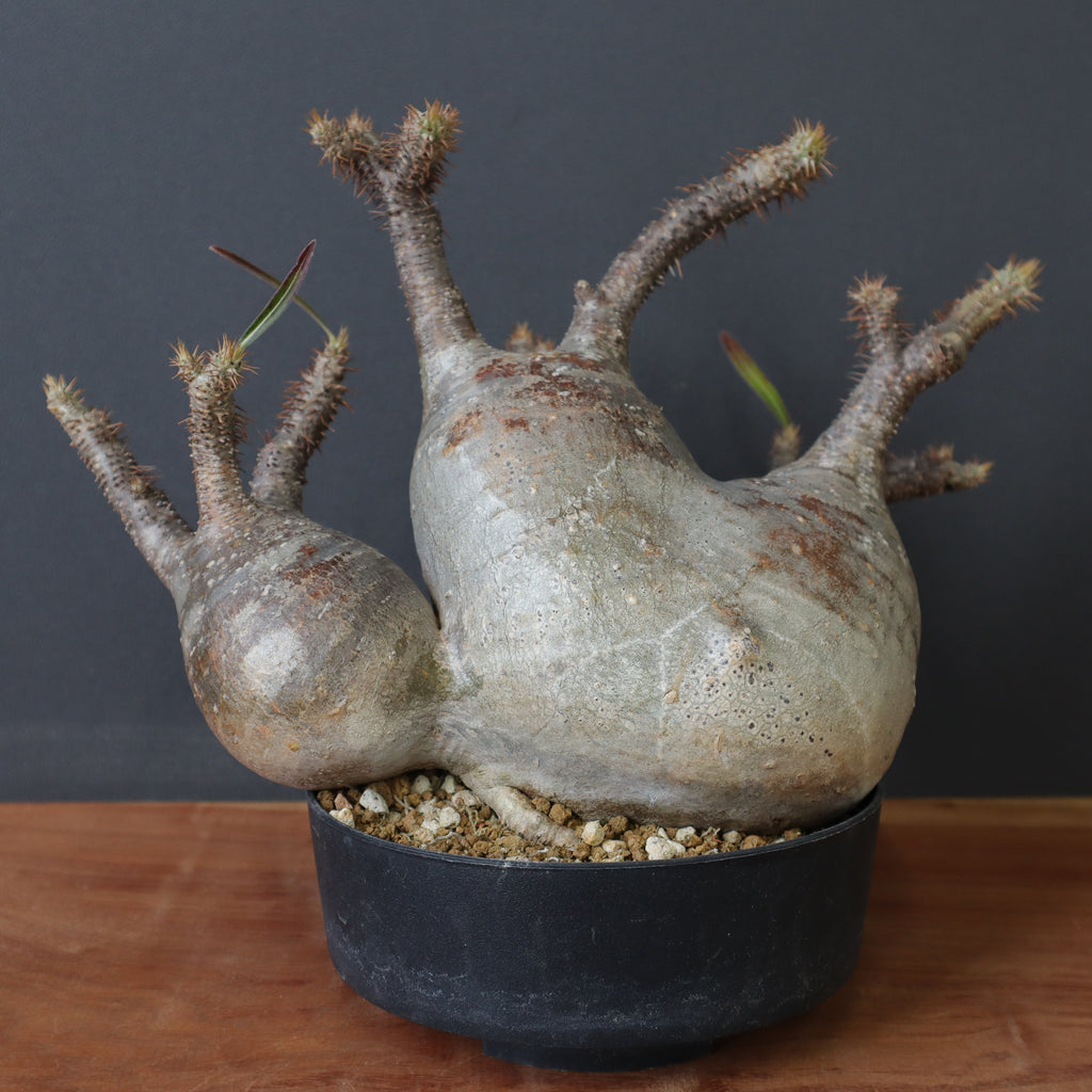 パキポディウム　グラキリス パキポディウム グラキリス-PG294 | Supervoid Caudex