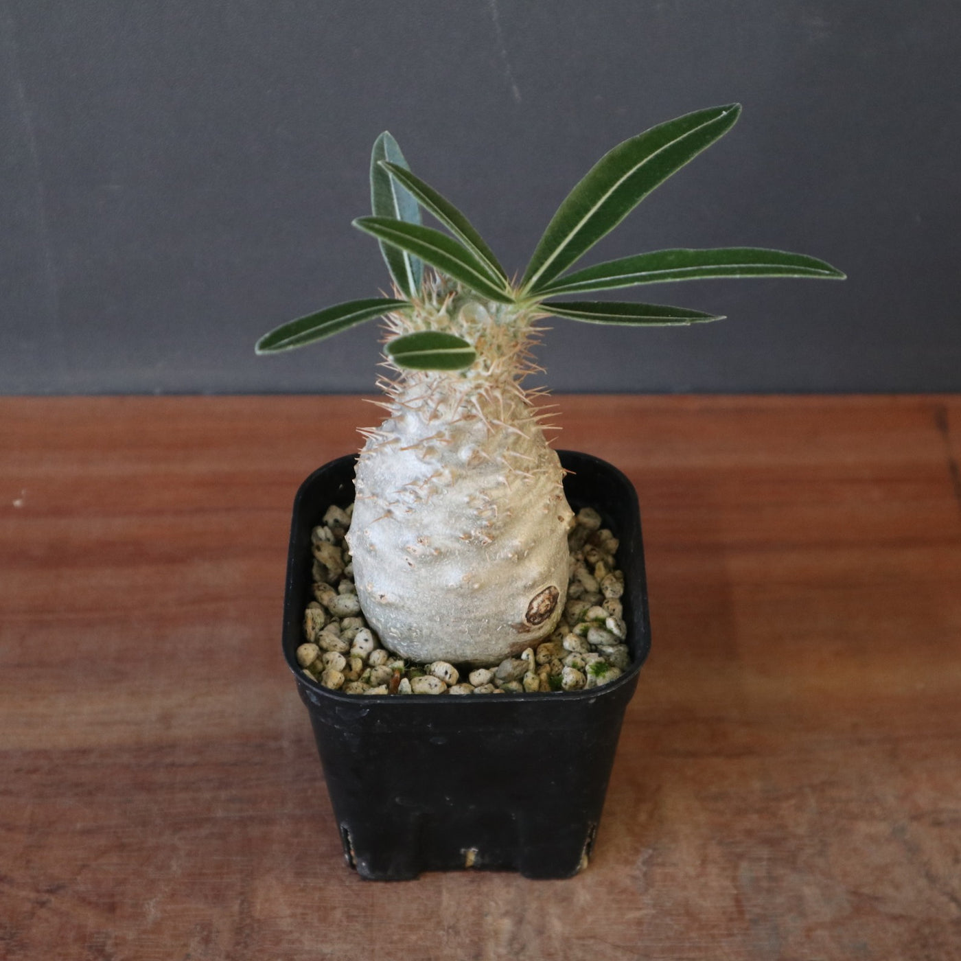 P.グラキリス（実生）11 – TaiShoDo ONLINE SHOP