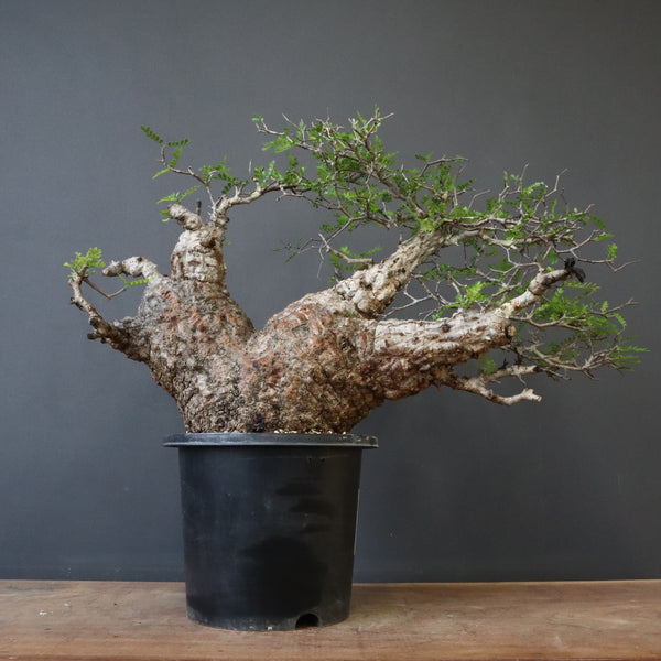 オペルクリカリア・パキプス – TaiShoDo ONLINE SHOP