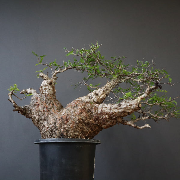 観葉植物 塊根植物 まとめ売り 数量限定にて多肉塊根植物の鉢植えが入荷しております。植物本体だけで