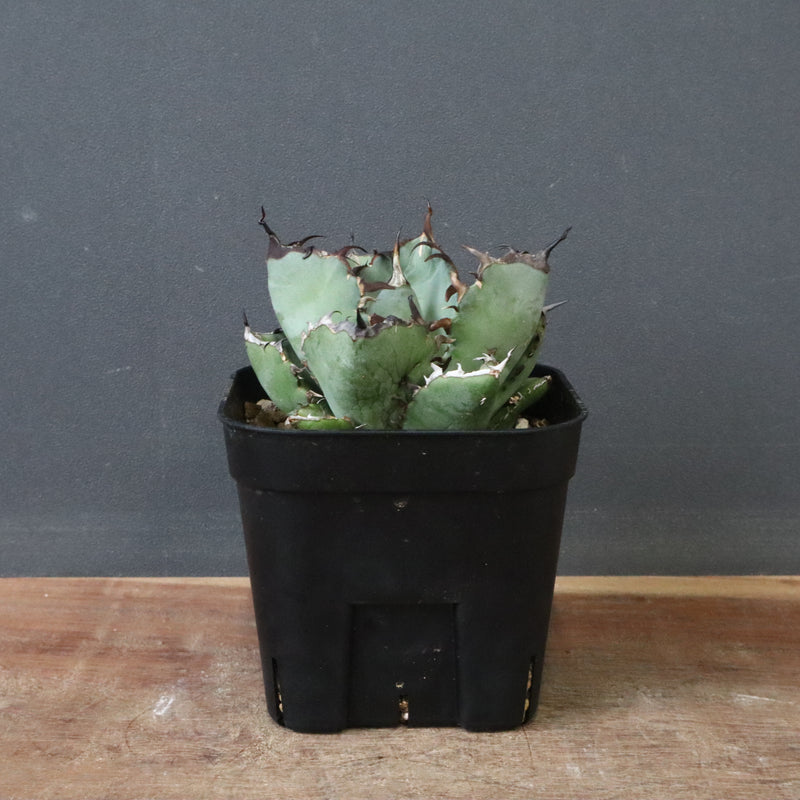 アガベ 黒鯨 EC118