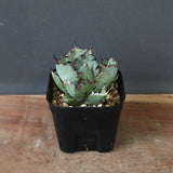 アガベ 黒鯨 EC118