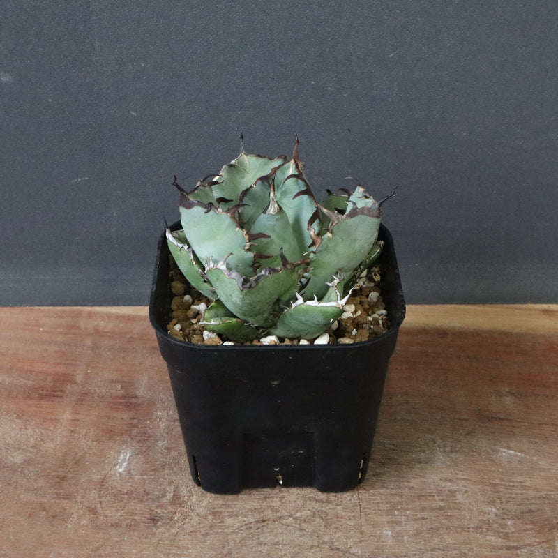 アガベ 黒鯨 EC118