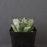 アガベ 黒鯨 EC118