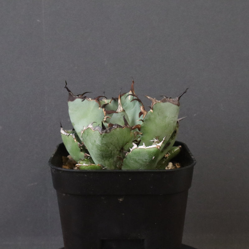 アガベ 黒鯨 EC118