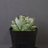 アガベ 黒鯨 EC118