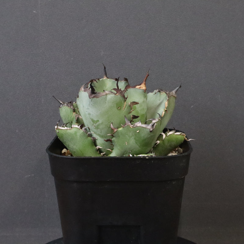 アガベ 黒鯨 EC118