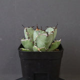 アガベ 黒鯨 EC118