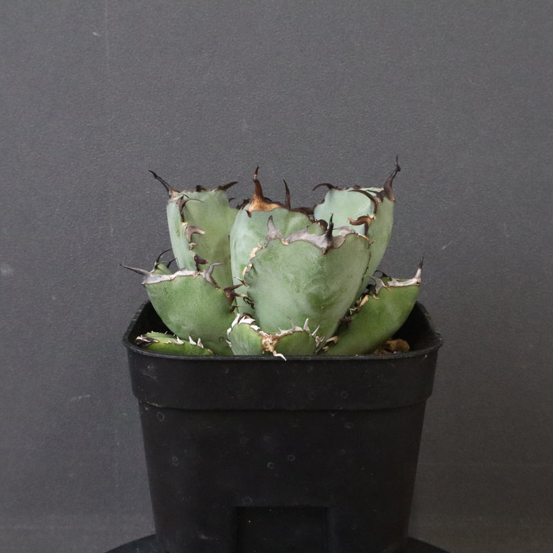 アガベ 黒鯨 EC118