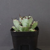 アガベ 黒鯨 EC118