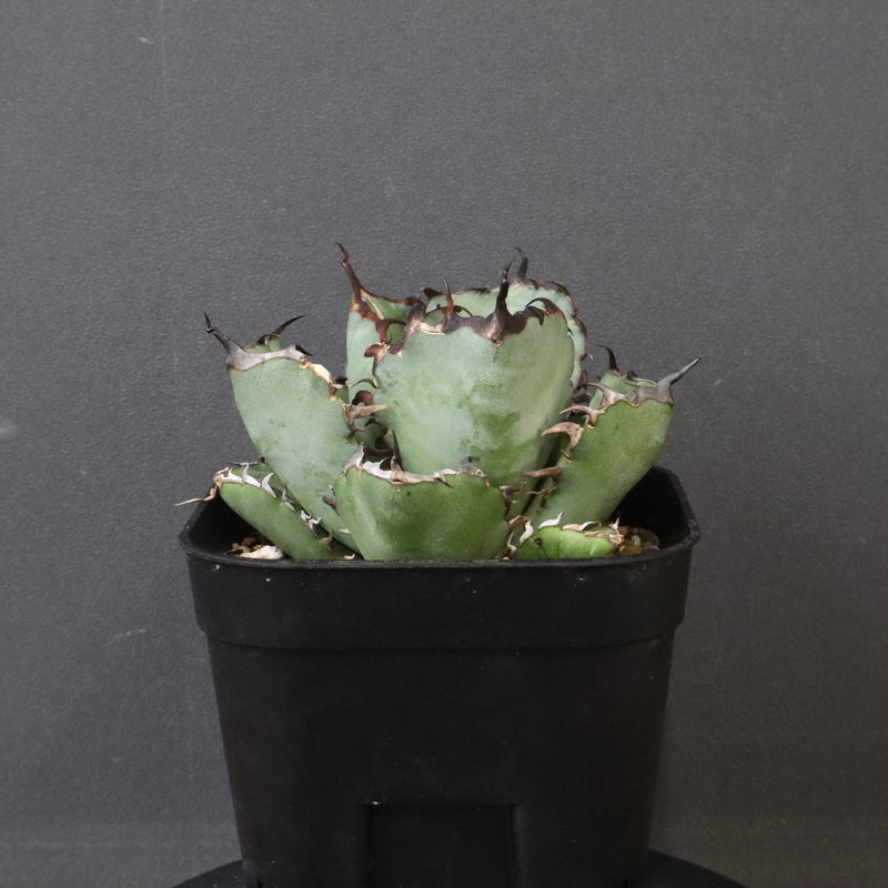 アガベ 黒鯨 EC118