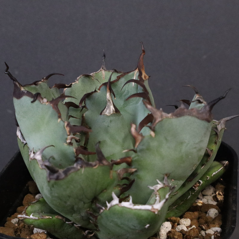 アガベ 黒鯨 EC118