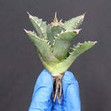 【ベアルート】アガベ　 巨歯鯊　EC1092