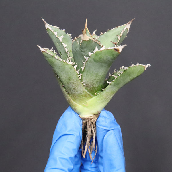 【ベアルート】アガベ　 巨歯鯊　EC1092