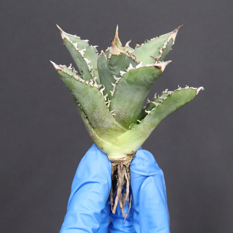 【ベアルート】アガベ　 巨歯鯊　EC1092