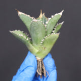 【ベアルート】アガベ　 巨歯鯊　EC1092