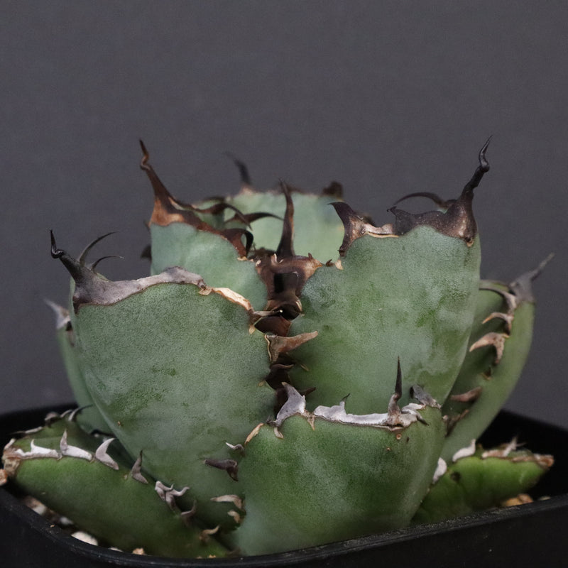 アガベ 黒鯨 EC118