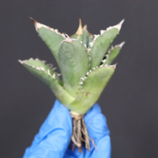 【ベアルート】アガベ　 巨歯鯊　EC1092